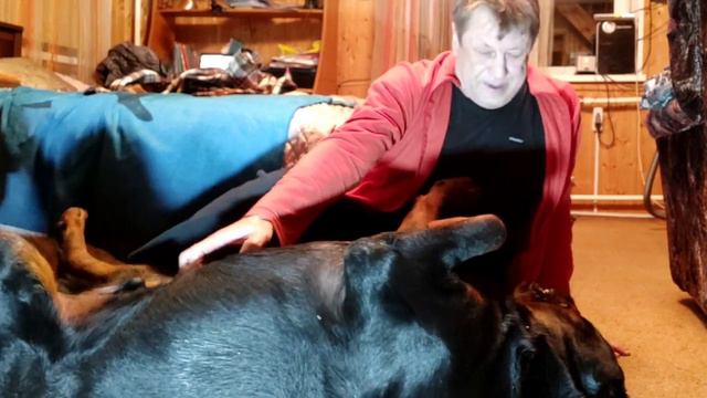 РУБЯТ ДЮШКИН ЛЕС.РОТВЕЙЛЕР-ПОМОЩНИК ГАЗОВЩИКА. смотреть онлайн