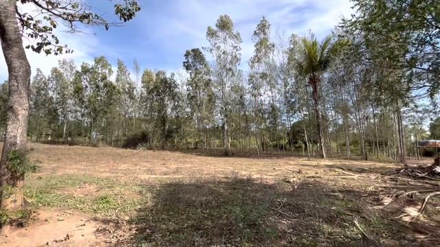 Наш Африканский огород - Дракон-фрукт в Кении. Моя Африканская жизнь - ферма в деревне смотреть онлайн