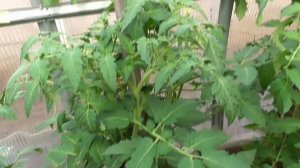 Томат Настенька - неприхотливый "толстоногий" крупноплодный сибирский сорт. Ольга Чернова.