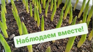 Тюльпаны взошли | Выгонка тюльпанов в гараже 2023 | Обзор на 27 января