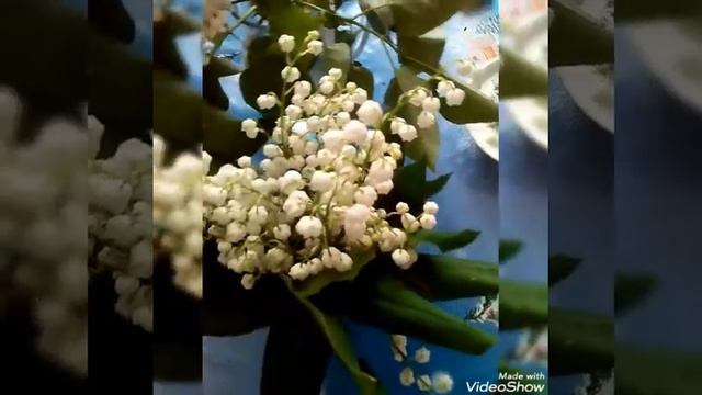 У МЕНЯ СЕГОДНЯ: ВСЁ ПО ФЕН - ШУЙ🌷💚🌷