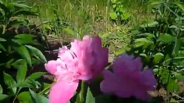 Auguste Dessert Peony Day 2  2013