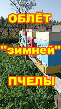 Облёт "ЗИМНЕЙ" ПЧЕЛЫ ! Пчёлы готовятся к зиме ! Облёт пчёл в сентябре !