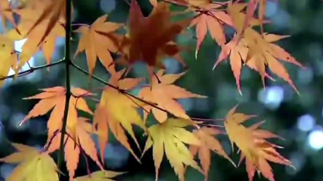 Геннадий Царегородцев "Чудо" (авторская песня на стихи Натальи Явилиной) смотреть онлайн