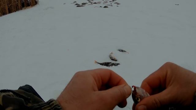 Ловля окуня на кивок в глухозимье. Проводки и тактика ловли / Подводные съемки