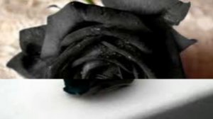 Черные розы самые красивые.