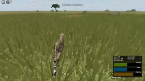 Hunting impala as a cheetah ROBLOX Wild Savanna