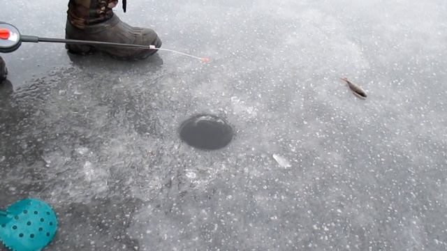 Бесклевье. Зимняя Рыбалка. Ловля Окуня, Щуки Зимой. Беларусь. смотреть онлайн