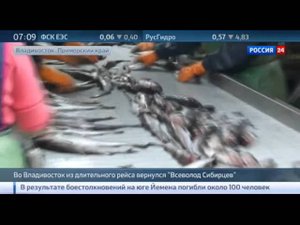 Гигантский плавучий рыбозавод Всеволод Сибирцев вернулся с промысла