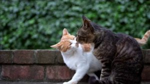 Рапсодия Барри Уайта