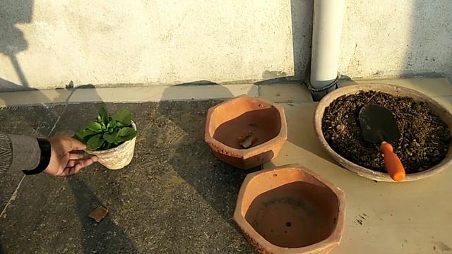 How to care Pansy flower plants?