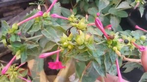 No_159 How to collect/ preserve seeds of mirabilis jalapa/ 4 o' clock/ summer plant ( Hindi/Urdu)