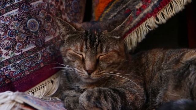 КОТЫ СТАМБУЛА. Котстантинополь - город котов. Почему их здесь так любят? смотреть онлайн