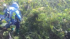 Грибы 2019. Сбор подосиновиков в августе.