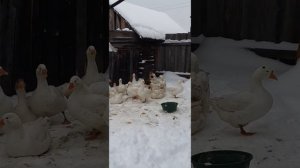 Как выбрать гусей на племя. Несколько простых правил.