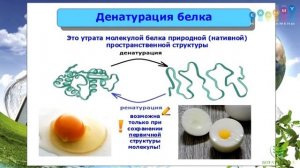 Химический состав клетки  Биополимеры  Белки