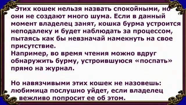 Бурманская Кошка, Бурма, Породы кошек, описание, уход