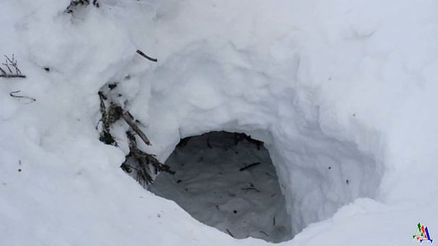 Эту волчицу и щенка он встретил в лесу - лесник всю зиму подкармливал их смотреть онлайн