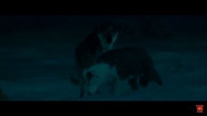 В СТАЕ МОЖЕТ БЫТЬ ЛИШЬ ОДИН ВОЖАК. ОТРЫВОК ИЗ ФИЛЬМА (ЗОВ ПРЕДКОВ)