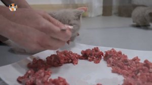 МАЛЕНЬКИЕ КОТЯТА КУШАЮТ