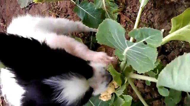 Бабочка-капустница смотреть онлайн