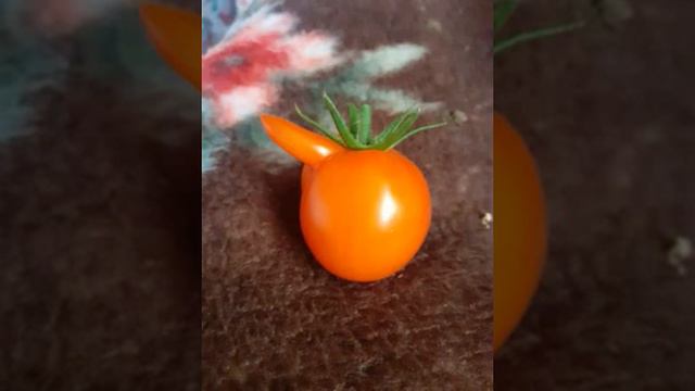 сельские новости 2