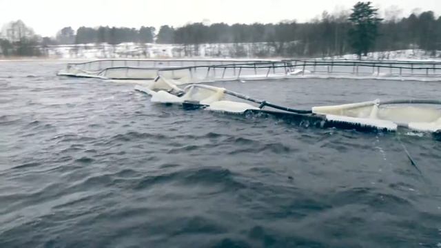 Аквакультура, зона риска (Icing net pens)