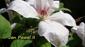 Клематисы. Выбираем морозостойкий сорт