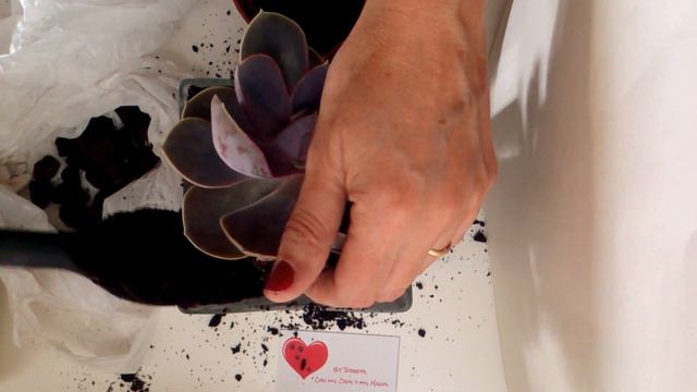 Suculenta en jarrón de cristal смотреть онлайн