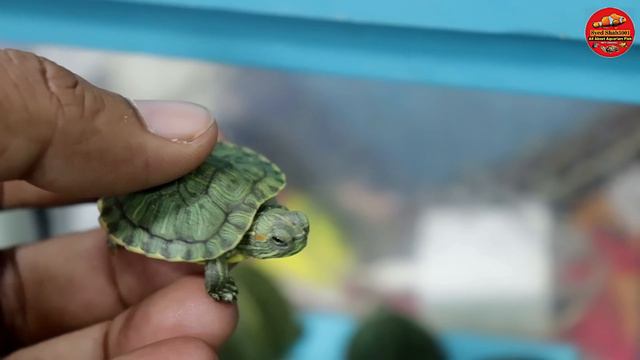 Royal Hobbies Petshop Exotic Pets Cats ,Dogs , Tegu, Rabbits, Guinea Pig,Hamsters & Exotic Birds смотреть онлайн