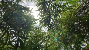 Cashew and Jackfruit Planting in Diatoy Island