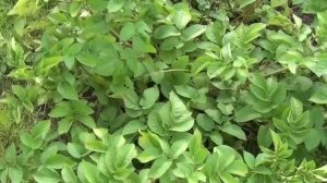 Семенной картофель. Как обновить сорт картофеля.mp4