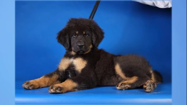 тибетский мастиф купить цена смотреть онлайн