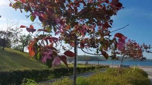 Студенческий городок ДВФУ. Walks in Vladivostok .Campus. Набережная ДВФУ.