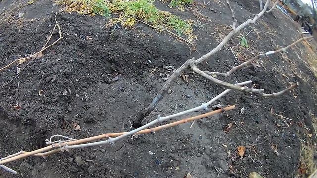 Укрытие винограда землей