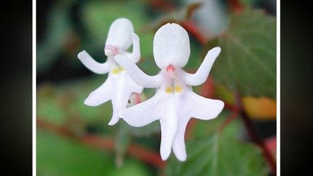 редкие цветы