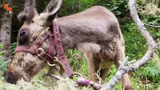 ОБНИМАЮСЬ С СЕВЕРНЫМ ОЛЕНЕМ смотреть онлайн