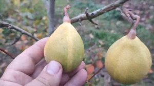 New!!! Ексклюзив. Груша зимова сорт Полтавська Писанка. Сигнальне плодоношення 2023 рік
