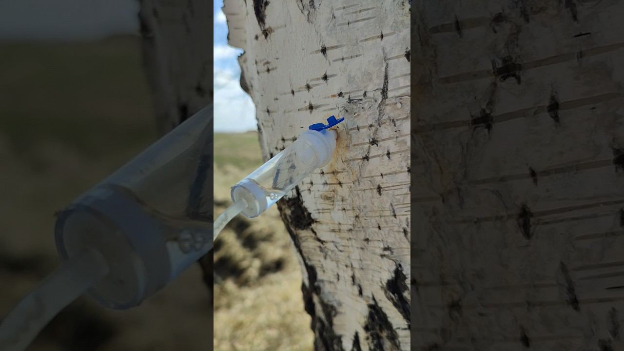 Березовый сок через капельницу. смотреть онлайн