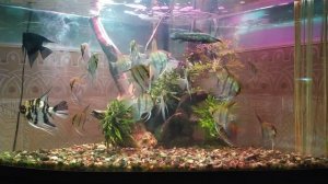 #аквариумдома #аквариумистика Скалярник