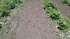 Борьба с пыреем ползучим на малиннике (РЕЗУЛЬТАТ)