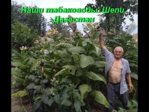Наши табаководы. Видео от Шепи. Дагестан.