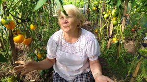 СРАВНИМ? СОРТА ТОМАТОВ "ЖЕЛТОЕ СЕРДЦЕ" и "ЗОЛОТОЙ КОРОЛЬ"