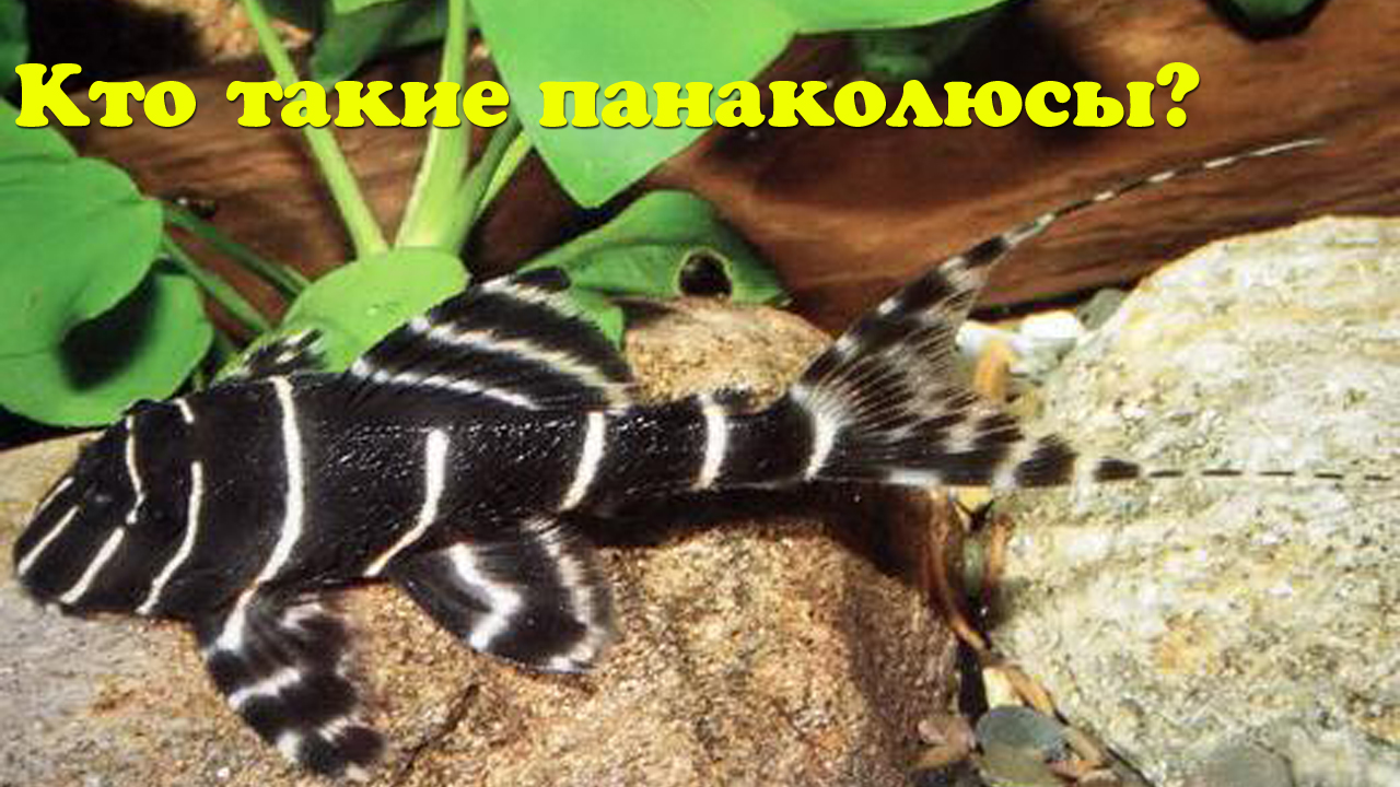 Кто такие панаколюсы? смотреть онлайн