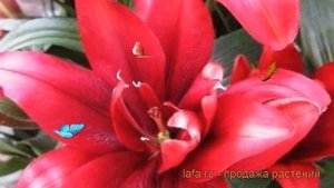 Лилия азиатская махровая (lilium asiatic double blood brothers) ? обзор: как сажать, луковицы лилии