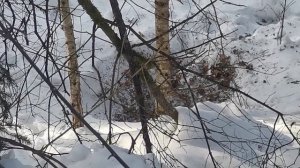 Охотничьи зарисовки