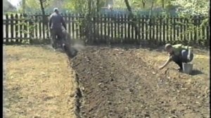 Посадка картошки под плуг мотоблоком МТЗ Planting potatoes under the plow of mini-tractor MTZ