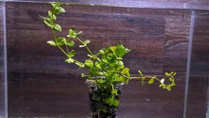 ЛИНДЕРНИЯ КРУГЛОЛИСТНАЯ ( Lindernia rotundifolia )