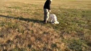 Курсинг для собак. Курсинговая машинка. Lure coursing 2