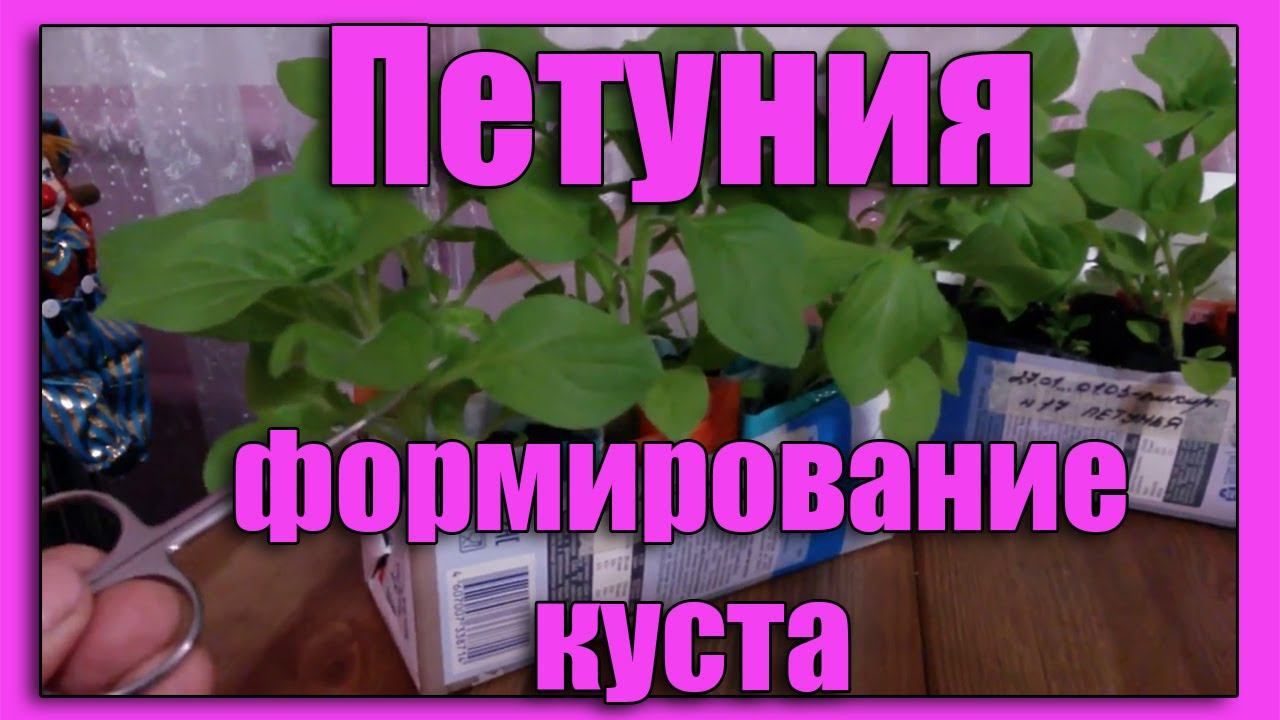 ПЕТУНИЯ размножение ЧЕРЕНКОВАНИЕМ и  Формирование Куста Петунии